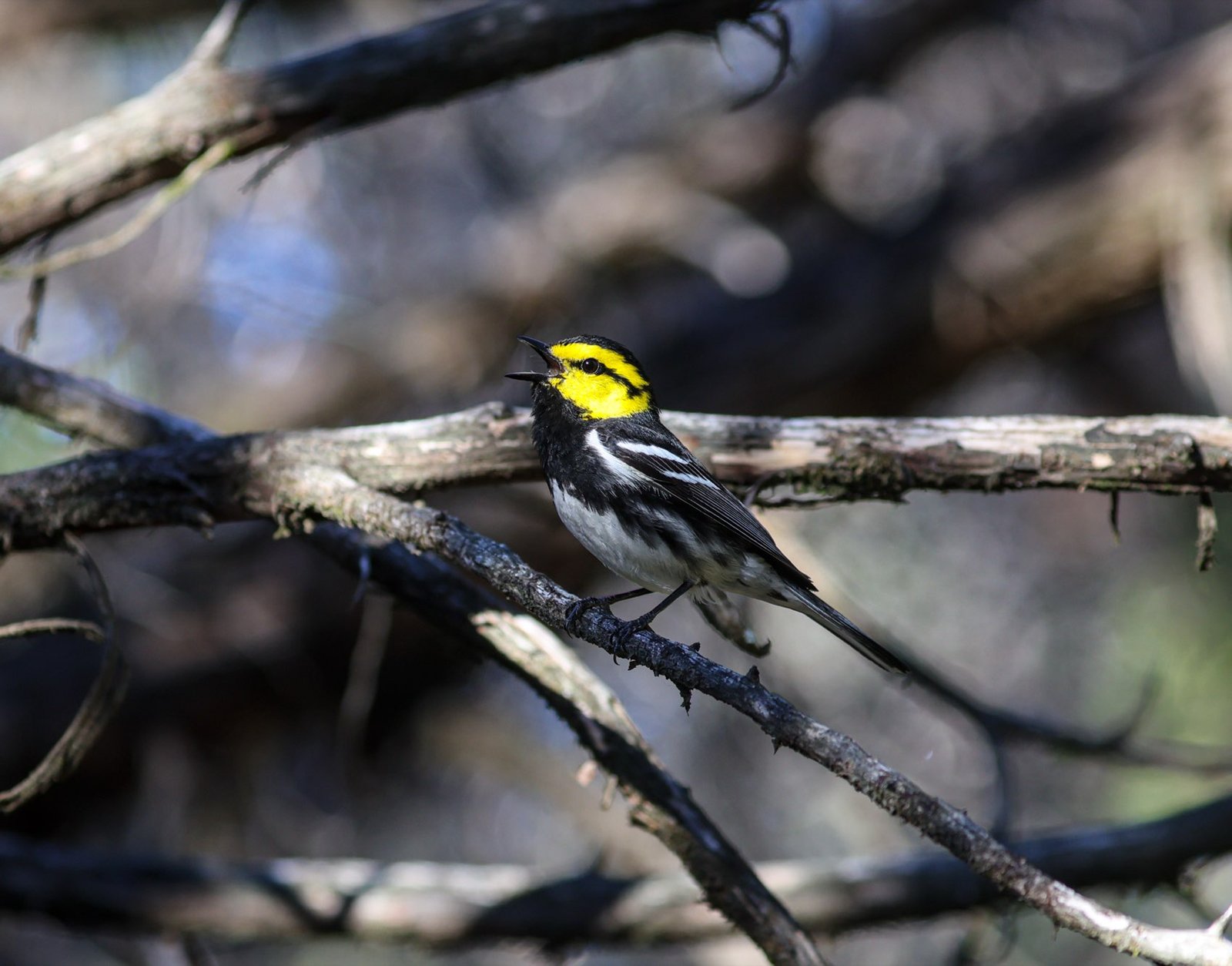 Adult male golden-cheeked warbler singing on a branch in oak-juniper woodland.