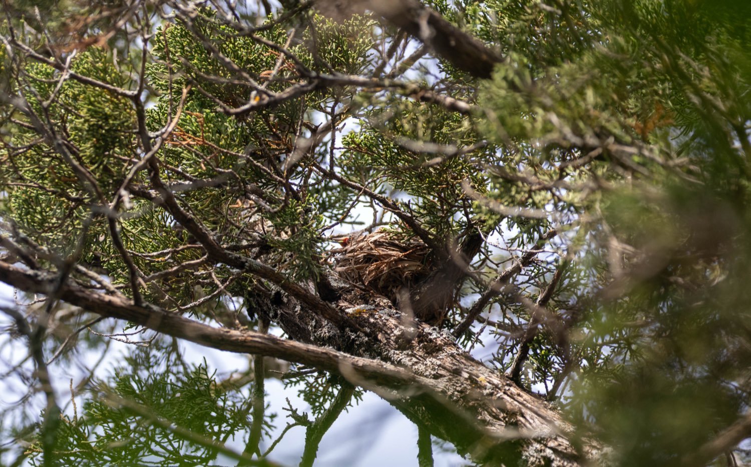 A golden-cheeked warbler nest tucked into the interior branches of a mature Ashe juniper.